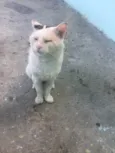 Mingao