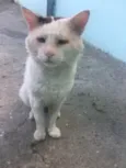 Mingao