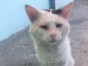 Gato raça Não  idade 5 anos nome Mingao