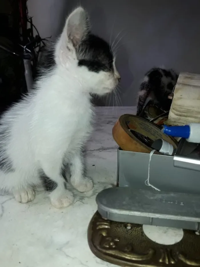 Gato ra a Srd idade Abaixo de 2 meses nome Pimpim