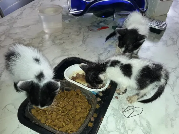 Gato ra a Srd idade Abaixo de 2 meses nome Pimpim