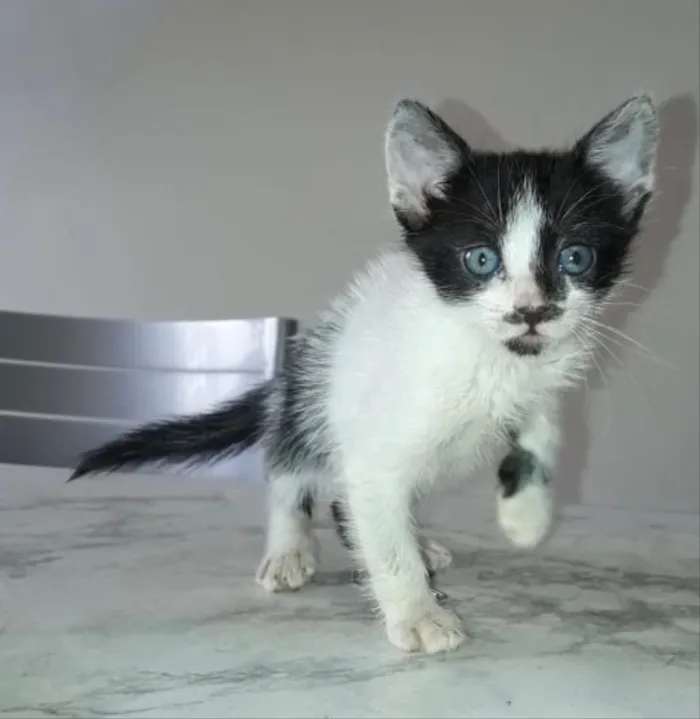 Gato ra a Srd idade Abaixo de 2 meses nome Pimpim