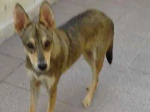 Cachorro raça Misturado idade 1 ano nome Nick