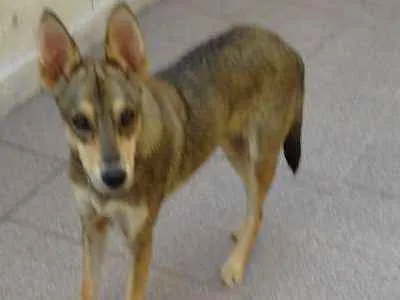 Cachorro ra a Misturado idade 1 ano nome Nick