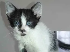 Gato raça Srd idade Abaixo de 2 meses nome Pimpim