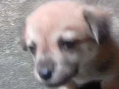 Cachorro ra a srd idade 2 a 6 meses nome tink 