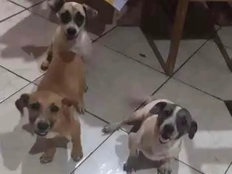 Cachorro ra a SRD idade 2 a 6 meses nome Francisco Benedito 