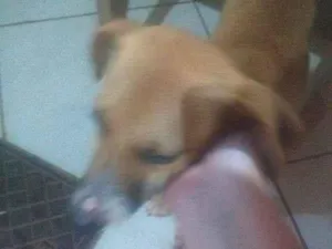 Cachorro raça SRD idade 2 a 6 meses nome Marroquina 