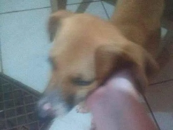 Cachorro ra a SRD idade 2 a 6 meses nome Marroquina 