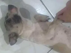 Cachorro raça SRD idade 2 anos nome Mel Carinhosa 