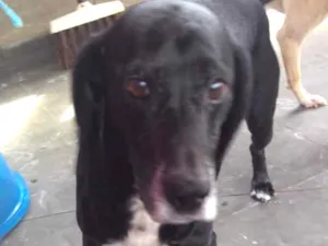 Cachorro raça Vira lata  idade 6 ou mais anos nome Fred GRATIFICA