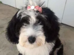 Cachorro raça Pudou idade 2 a 6 meses nome Estrela