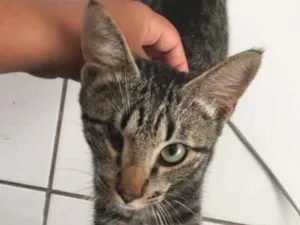 Gato raça SRD idade 7 a 11 meses nome Atum
