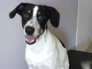 Cachorro raça SRD idade 7 a 11 meses nome Don