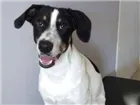 Cachorro raça SRD idade 7 a 11 meses nome Don