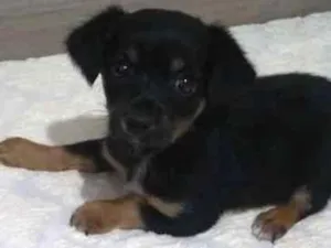 Cachorro raça vira-lata idade Abaixo de 2 meses nome Laika GRATIFICA