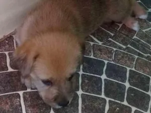 Cachorro raça  idade Abaixo de 2 meses nome Fofinhos