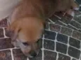 Fofinhos
