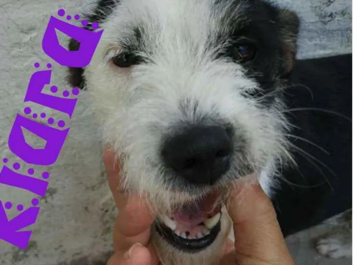 Cachorro raça Mestiça idade 2 anos nome Kiara
