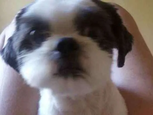 Cachorro ra a Shitzu  idade 5 anos nome Bolinha