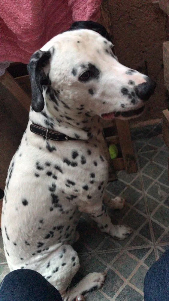 Cachorro ra a Dálmata  idade 1 ano nome Duke 