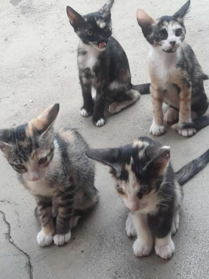 Gato ra a Vira lata idade 2 a 6 meses nome Ainda nao tem nome
