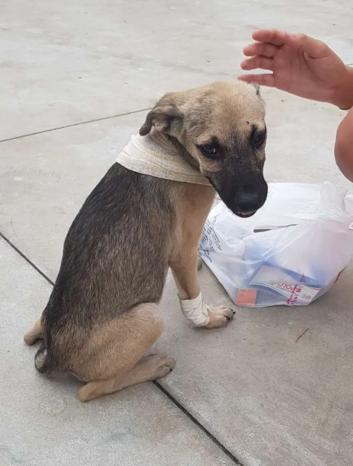 Cachorro ra a Viralatinha ? idade 2 a 6 meses nome Brilhante Estêvão ??