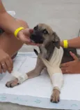 Brilhante Estêvão ??