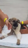 Brilhante Estêvão ??