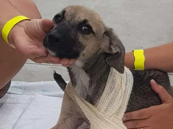 Cachorro ra a Viralatinha ? idade 2 a 6 meses nome Brilhante Estêvão ??