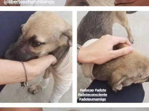 Cachorro ra a Viralatinha ? idade 2 a 6 meses nome Brilhante Estêvão ??