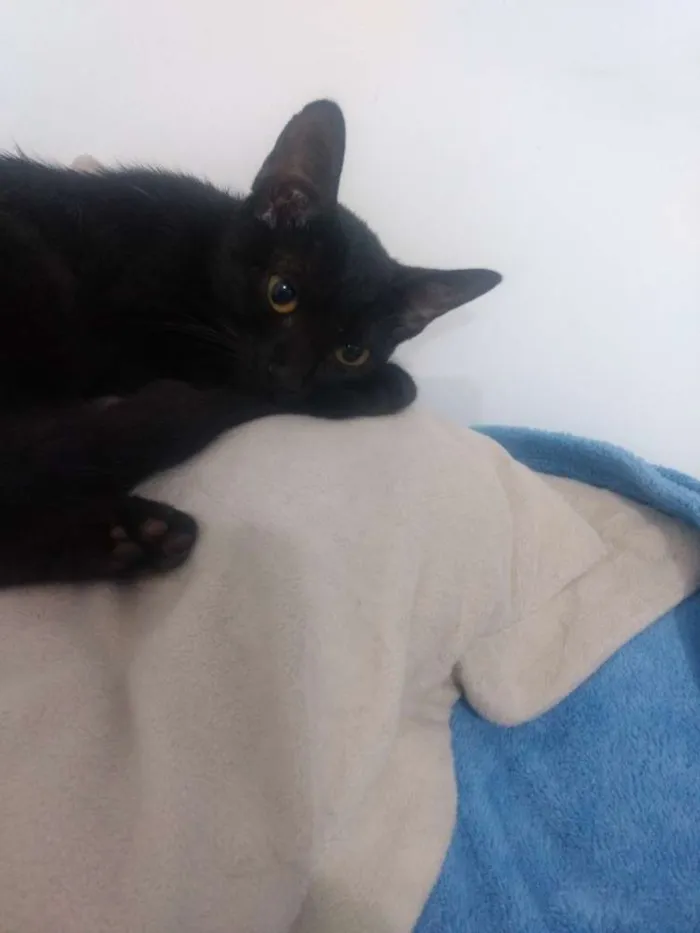 Gato ra a Vira lata idade 2 a 6 meses nome Nina