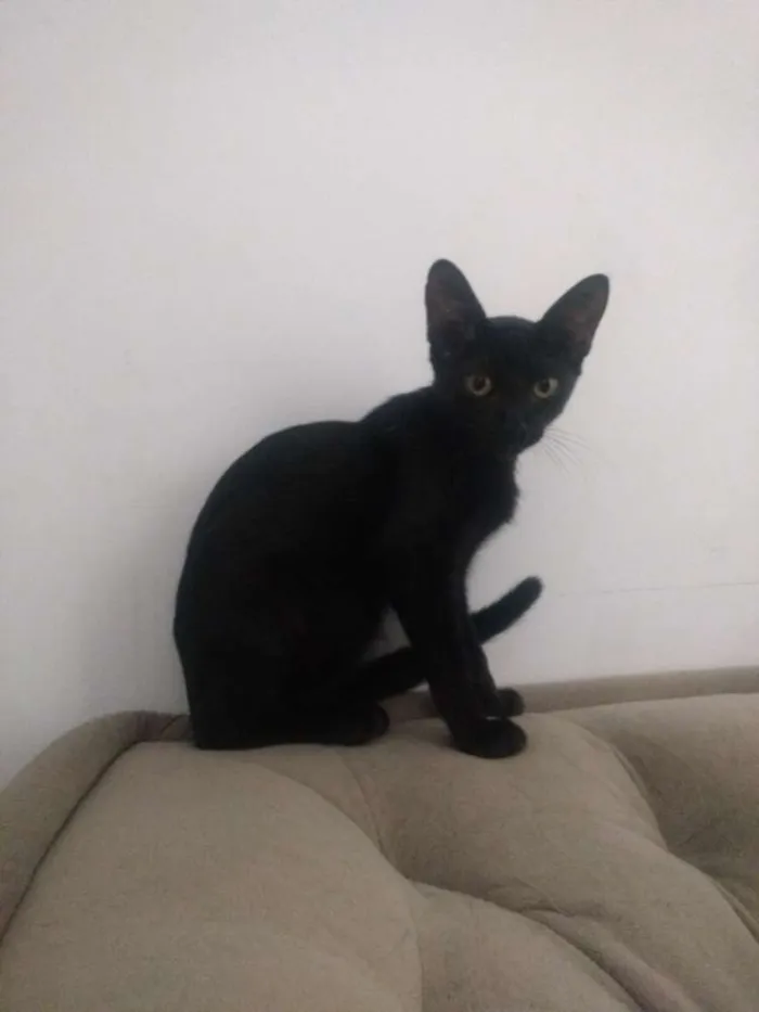 Gato ra a Vira lata idade 2 a 6 meses nome Nina