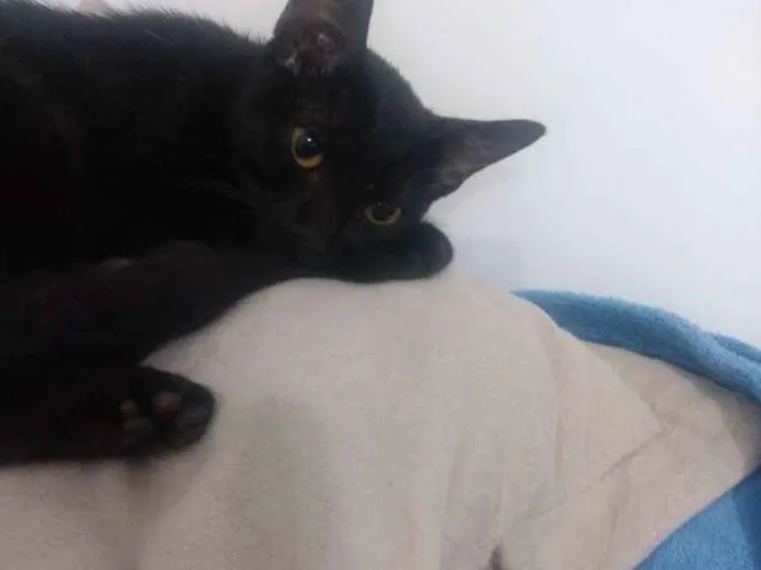 Gato ra a Vira lata idade 2 a 6 meses nome Nina