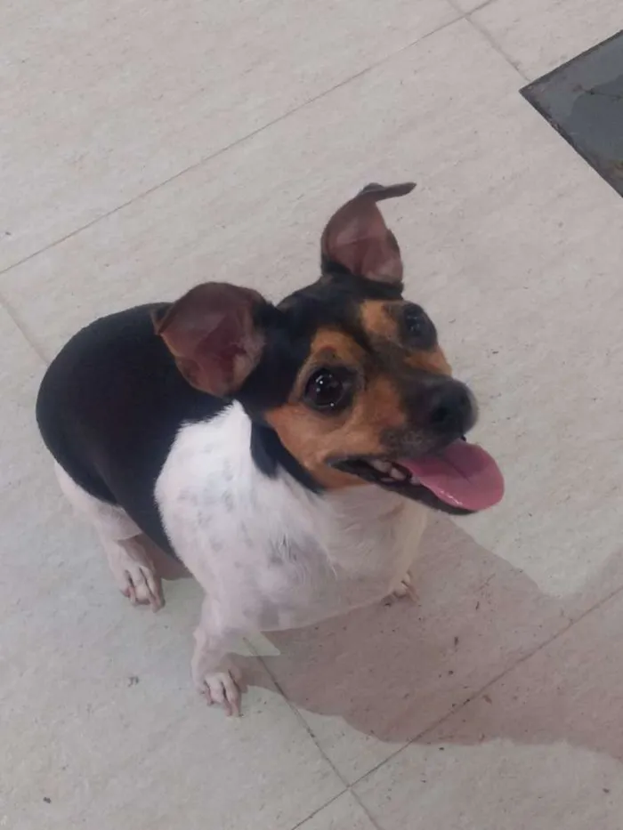 Cachorro ra a Fox Paulistinha idade 3 anos nome Lolla