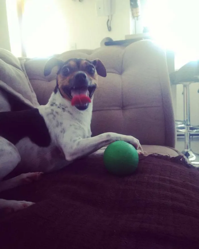 Cachorro ra a Fox Paulistinha idade 3 anos nome Lolla