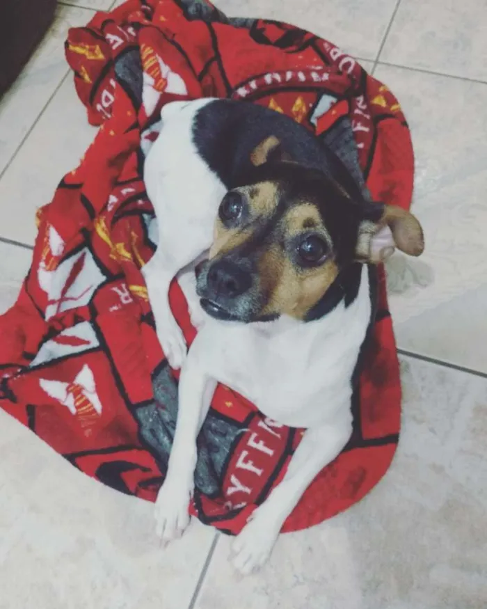 Cachorro ra a Fox Paulistinha idade 3 anos nome Lolla