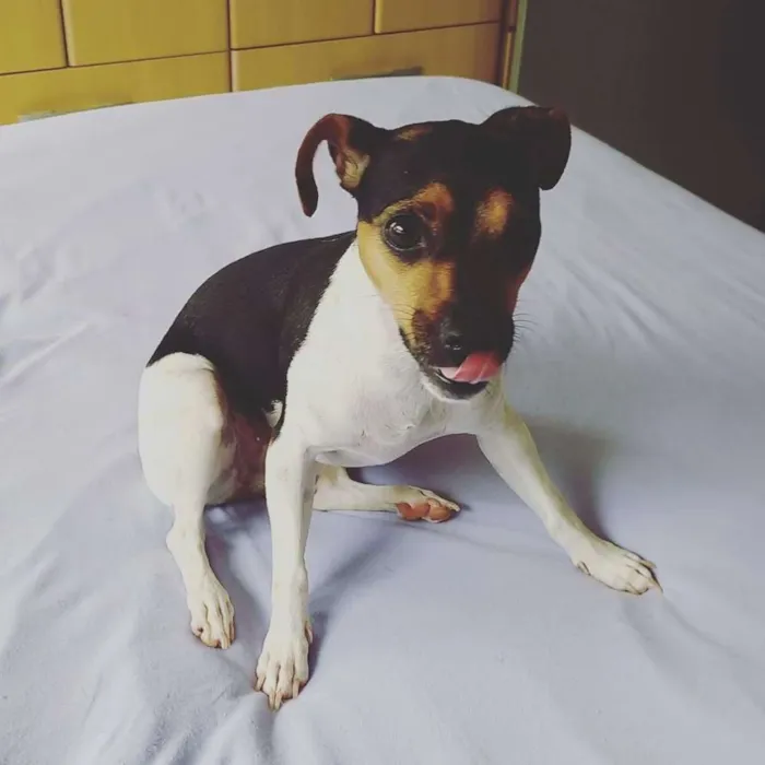 Cachorro ra a Fox Paulistinha idade 3 anos nome Lolla