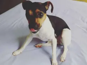 Cachorro raça Fox Paulistinha idade 3 anos nome Lolla