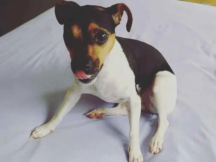Cachorro ra a Fox Paulistinha idade 3 anos nome Lolla