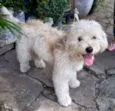 Floquinho