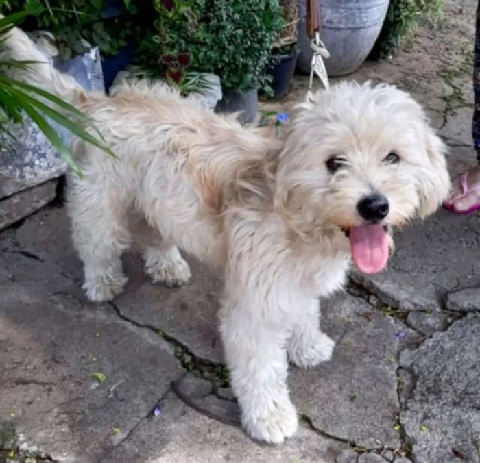 Cachorro ra a  idade 1 ano nome Floquinho