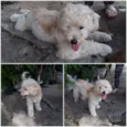 Floquinho