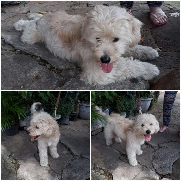 Cachorro ra a  idade 1 ano nome Floquinho