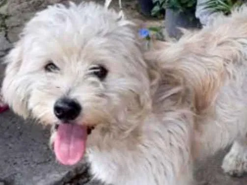 Cachorro ra a  idade 1 ano nome Floquinho