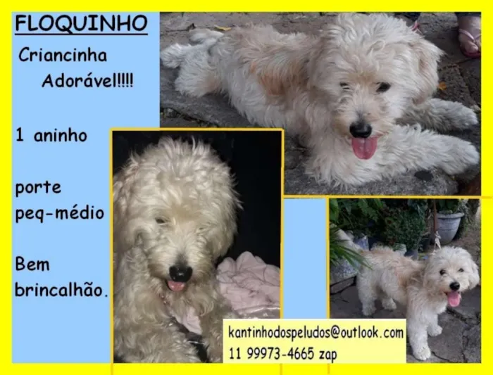 Cachorro ra a  idade 1 ano nome Floquinho