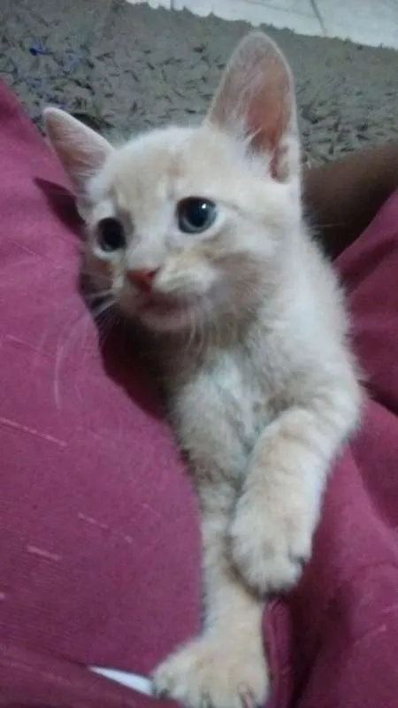 Gato raça VL idade Abaixo de 2 meses nome Nao especificado 