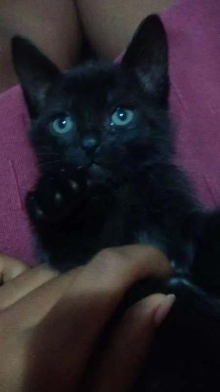 Gato raça VL idade Abaixo de 2 meses nome Nao especificado 