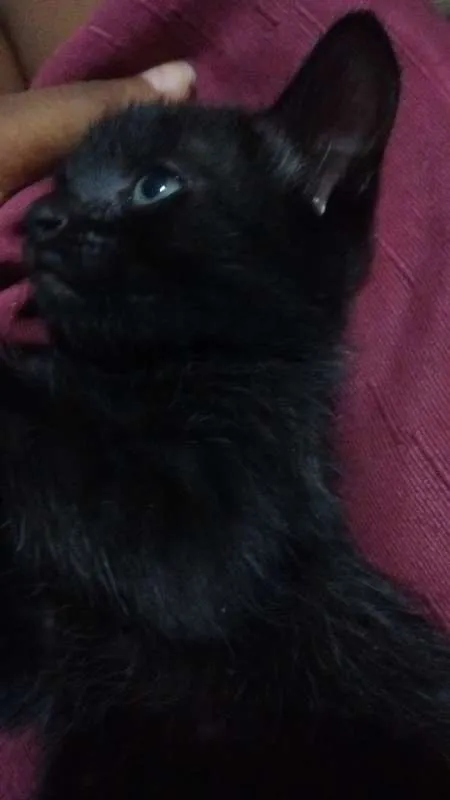 Gato raça VL idade Abaixo de 2 meses nome Nao especificado 