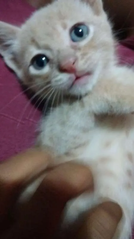 Gato raça VL idade Abaixo de 2 meses nome Nao especificado 